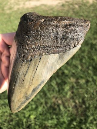 Huge 4.  96” Megalodon Tooth Fossil Shark Teeth 3