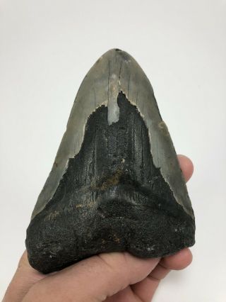 5.  09” Megalodon Fossil Giant Shark Teeth All Natural Large Ocean Tooth (871)