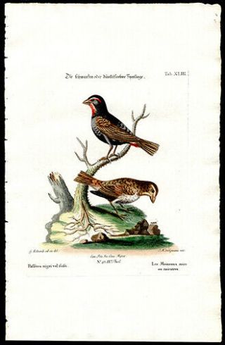 Black Sparrow 1776 Johann Michael Seligmann Hand - Colored Print Catesby & Edwards