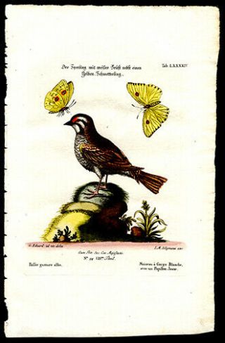 1776 Johann Michael Seligmann Hand - Colored Print Sparrow & Butterfly G Edwards