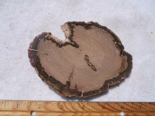 5 Inch Petrified Iron Wood - Polished,  Full Round Slab From Arizona