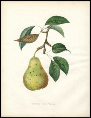 Antique The Beurre Gens Pear 1855 Alexandre Bivort Hand - Colored Lithograph