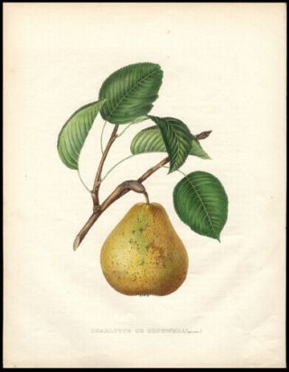 The Charlotte De Brouwer Pear 1855 Alexandre Bivort Hand - Colored Lithograph