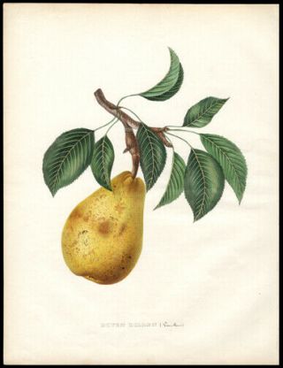 Horticulture Doyen Dillen Pear 1855 Alexandre Bivort Hand - Colored Lithograph