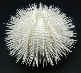 Albino W/spines Temnopleurus Alexandri 54.  4 Mm Sydney Australia Sea Urchin