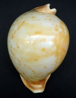 Inflated Cypraea Umbilia Armeniaca F,  /gem,  95.  5 Mm Australia Cowrie Seashell