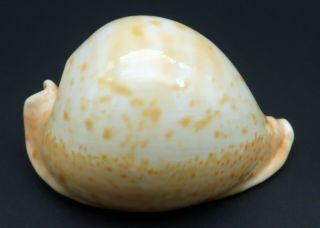 Inflated Cypraea Umbilia armeniaca F,  /GEM,  95.  5 mm Australia cowrie seashell 2