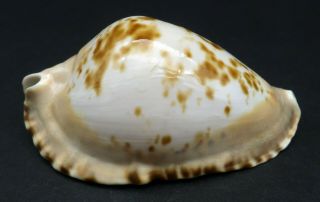 Cypraea Zoila Marginata F,  /gem,  61.  6 Mm Australia Cowrie Seashell