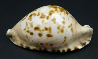Cypraea Zoila marginata F,  /GEM,  61.  6 mm Australia cowrie seashell 3