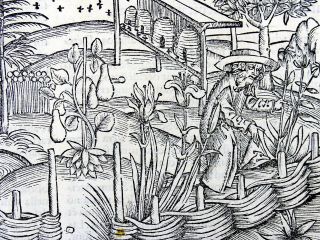 1502 Grüninger Master Incunabula Woodcut Georgics - Beehives Medieval Garden