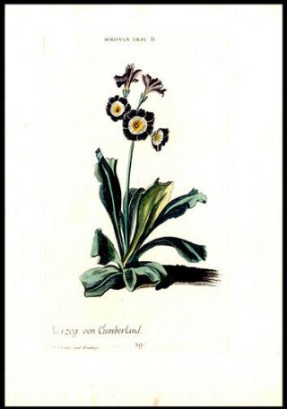1773 Dr C.  Trew & Georg Ehret Hand - Colored Engraving Of Auricula Uris Or Cowslip