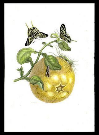 1730 Maria Sibylla Meriam Pomelo & Diurnal Moth Hand - Colored Engraving Botany