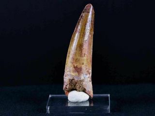 Xl 3 In Spinosaurus Tooth 100 Million Yrs Old Cretaceous Dinosaur & Stand