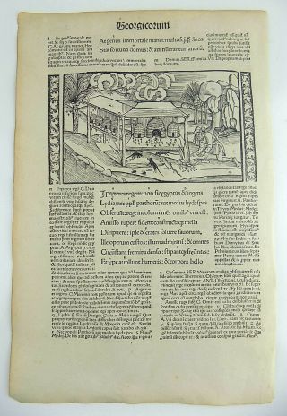 1502 Grüninger Master INCUNABULA WOODCUT - Bee Hives Agriculture 2