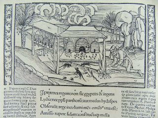 1502 Grüninger Master INCUNABULA WOODCUT - Bee Hives Agriculture 3