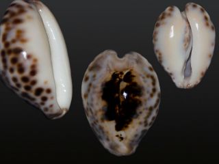 Seashell Cypraea Teulerei Outstanding Dark Pattern Superba Dark 46.  5 Mm