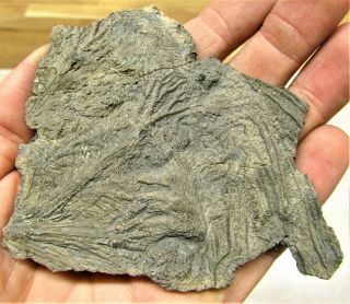 Rare Pyrite Multi - Crinoid Head 105mm Fossil Uk Jurassic Pentacrinites Charmouth