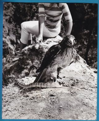 set 3 vintage large photo fight hawk or falcon vs snake falconry faucon 1957 3