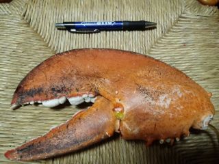 Fossilized Vertebrae.  Lobster Claw.  Nautical Memorabilia