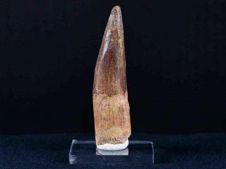 Xl 3.  4 In Spinosaurus Tooth 100 Million Yrs Old Cretaceous Dinosaur & Stand