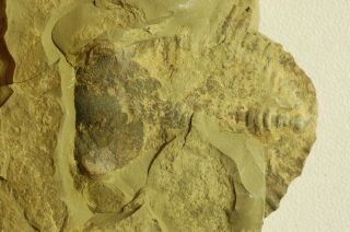 Unprepared Damesella Paronai Lichid Trilobite Kushan Fm.  Cambrian Shandong China