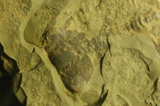 Unprepared Damesella paronai Lichid Trilobite Kushan fm.  Cambrian Shandong China 2