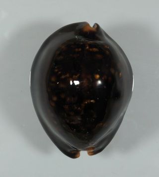 Cypraea Mauritiana Black 0.  99