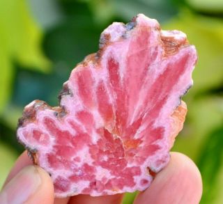 65 Mm Rhodochrosite Stalactite Flower From Argentina Aaa Rare