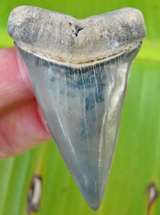 Stunning Large 2.  25 " Golden Beach Florida Fossil Mako Shark Tooth Not Megalodon