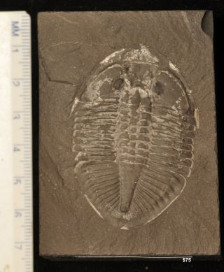 Fossil Trilobite - Pseudogygites Lattimarginatus From Ontario 6