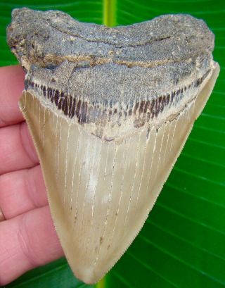 Megalodon Shark Tooth 4 & 1/8 In.  Serrated - Real Fossil - No Restorations
