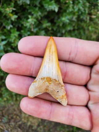 Bakersfield Fossil Shark Tooth Hill Shark Teeth Lower Isurus Hastalis Extinct