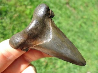 Chocolate Suwannee River Auriculatus Shark Tooth Sharks Teeth Florida Fossils Fl