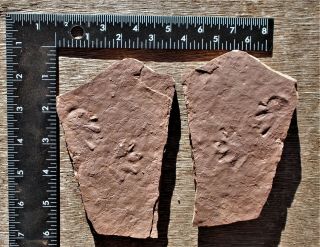 Convex And Concave Footprints,  El Pueblo,  Nm Early Permian Site.