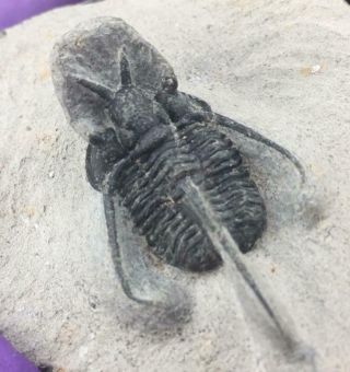 Nicely Preserved Cyphaspis Tafilalet Trilobite Fossil From Morocco (s8)