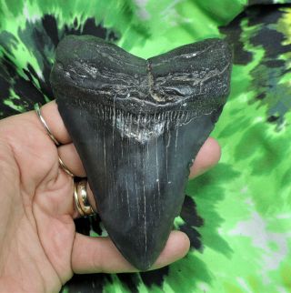 Megalodon Sharks Tooth 4 9/16  Inch No Restorations Fossil Sharks Teeth