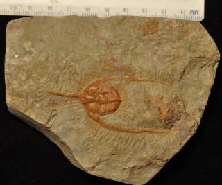 Fossil Trilobite - Ampyx Priscus From Morocco