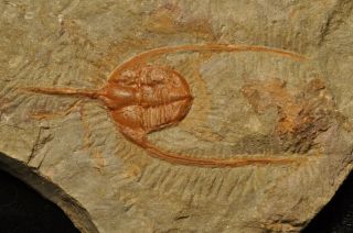 Fossil trilobite - Ampyx priscus from Morocco 2