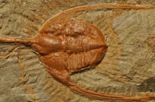 Fossil trilobite - Ampyx priscus from Morocco 3