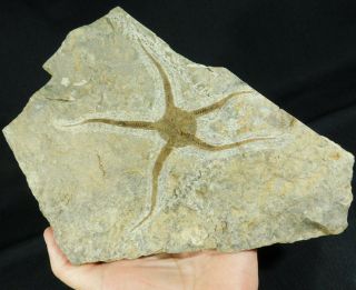 A Big 440 Million Year Old 100 Natural Starfish Fossil From Morocco 1244gr E
