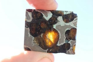 Brenham Meteorite Pallasite Part Slice 8.  7 Grams