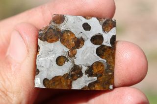 Brenham meteorite pallasite Part slice 8.  5 grams 3