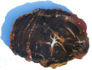 Very Large,  Polished Torrey,  Utah Petrified Wood Round - Crystal Center - End Cut