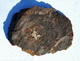 Very Large,  Polished Torrey,  Utah Petrified Wood Round - Crystal Center - End Cut 2