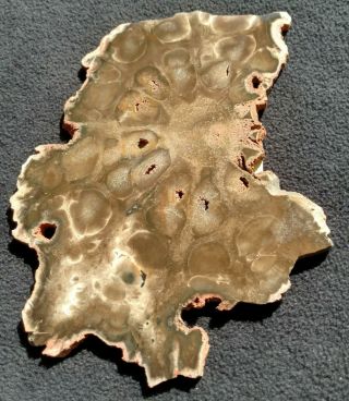 Awesome Rhexoxylon Sp Slab,  Upper Triassic,  Molteno Fm. ,  Gokwe,  Zimbabwe Africa