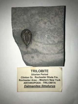 Dalmanites Limulurus Trilobite - York