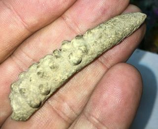 2 3/8” Colorado Fossilized Antler Tip Flaking Tool Indian Artifact High Plains
