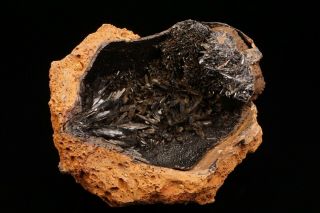 Unique Vivianite Pseudomorph After Fossil Clam Bivalve Shell Kerch,  Russia