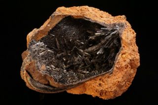 UNIQUE Vivianite Pseudomorph after Fossil Clam Bivalve Shell KERCH,  RUSSIA 2