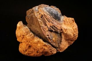 UNIQUE Vivianite Pseudomorph after Fossil Clam Bivalve Shell KERCH,  RUSSIA 3